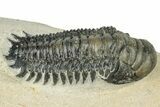 Detailed Crotalocephalina Trilobite - Atchana, Morocco #249769-1